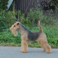 SHER IZABEL - SHER IZABELInternational Champion, Junior Champion of Russia; Champion of Russia, Belorussia, Lithuania, Latvia, Netherlands, RKF, National Lakeland Terrier Club; multiBISS. Рожд. 28.09.2017 (о. Hi-Kel Terrydale Mr Bombastic at Sher м. Rus Terrier Cardenal Lavanda for Sher) Владелец: Михеева Надежда (г. Москва)